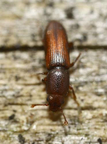Rhizophagus sp.